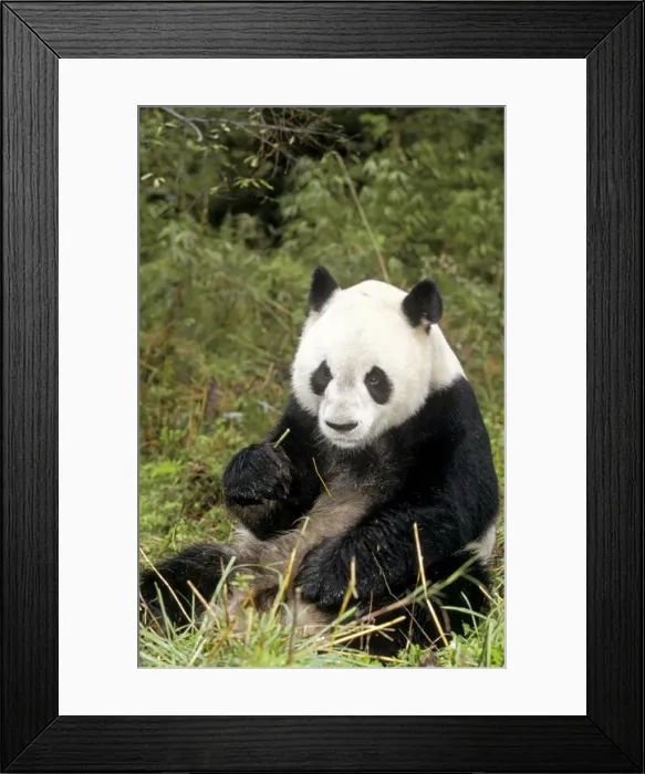Framed Print : Giant Panda WAT 896 Eating whilst sitting down Ailuropoda melanoleuca © M. Watson / ARDEA LONDON Framed Print : Giant Panda WAT 896 Eating whilst sitting down Ailuropoda melanoleuca © M. Watson / ARDEA LONDON