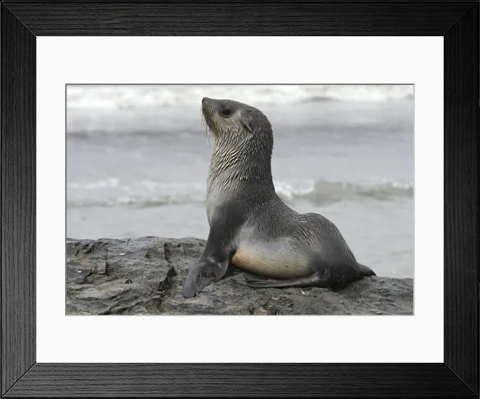 Framed Print : WAT-17155. WAT-17115. Antarctic Fur Seal Framed Print : WAT-17155. WAT-17115. Antarctic Fur Seal