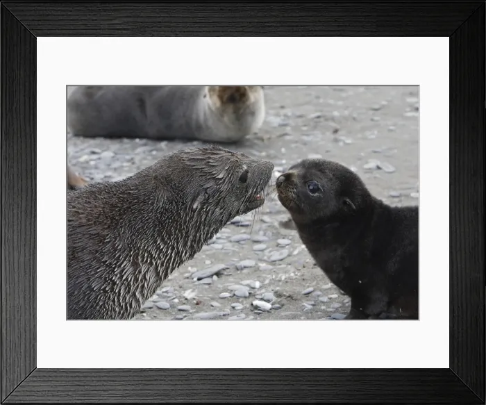 Framed Print : Antarctic Fur Seal - Elsehul - South Georgia Framed Print : Antarctic Fur Seal - Elsehul - South Georgia
