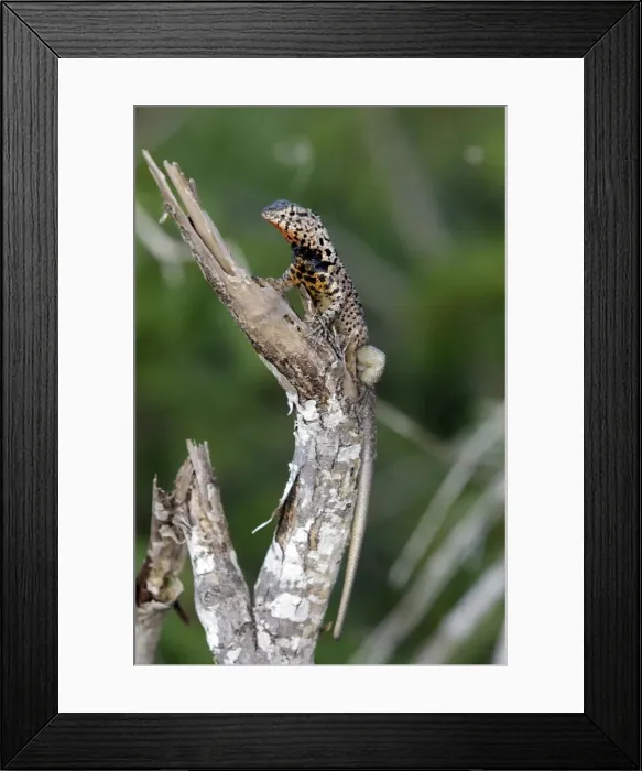 Framed Print : Lava Lizard - Santa Fe Island - Galapagos Islands Framed Print : Lava Lizard - Santa Fe Island - Galapagos Islands