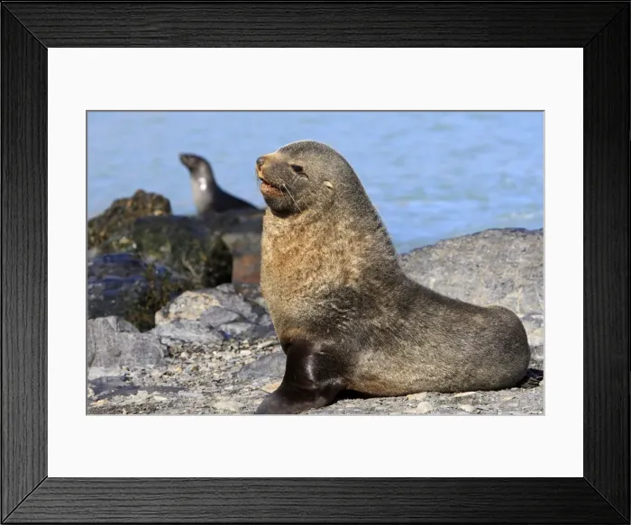 Framed Print : Antarctic Fur Seal - Fortuna bay - South Geotgia Framed Print : Antarctic Fur Seal - Fortuna bay - South Geotgia