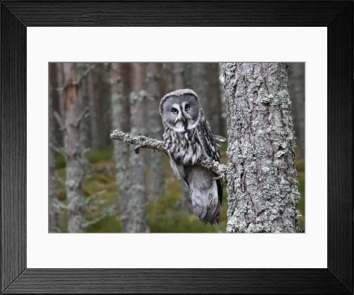 Framed Print : Great Grey Owl - perched on branch Framed Print : Great Grey Owl - perched on branch