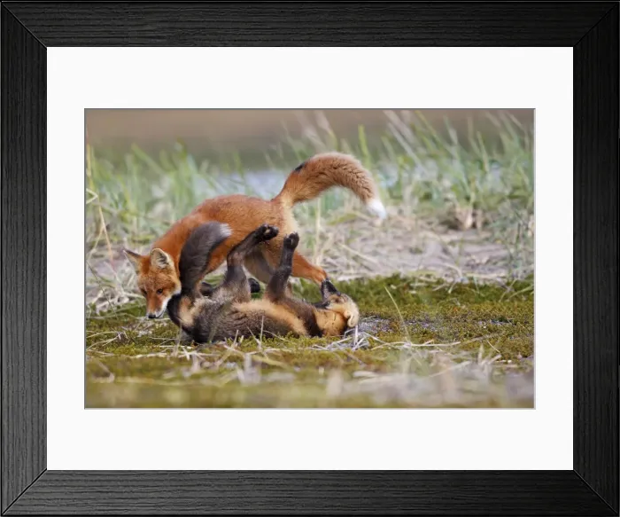 Framed Print : Red Fox - young - dark phase and regular phase - Seward Peninsula - Alaska Framed Print : Red Fox - young - dark phase and regular phase - Seward Peninsula - Alaska