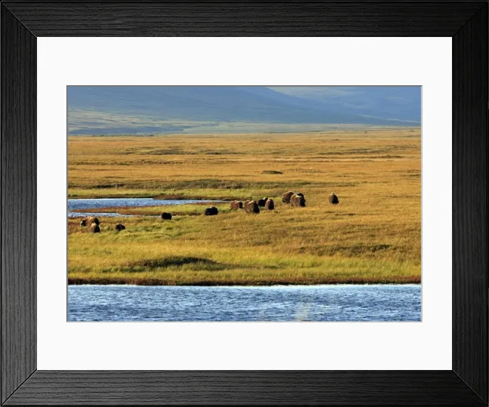 Framed Print : Muskox - Nome - Seward peninsula - Alaska Framed Print : Muskox - Nome - Seward peninsula - Alaska