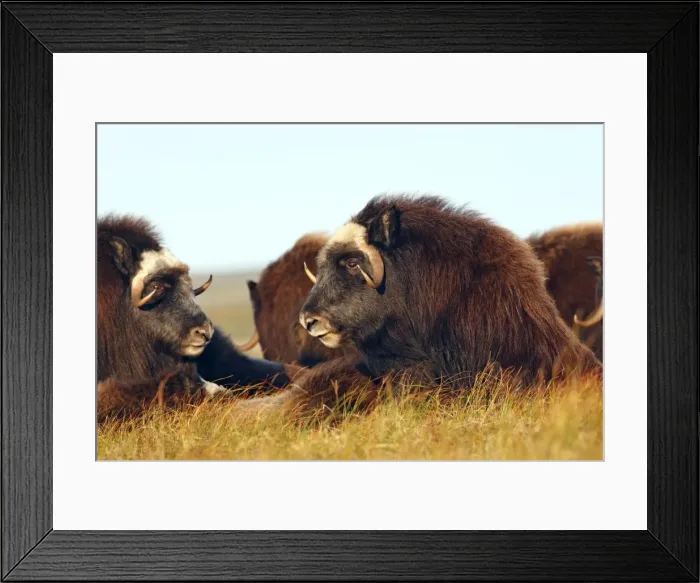 Framed Print : Muskox - Nome - Seward peninsula - Alaska Framed Print : Muskox - Nome - Seward peninsula - Alaska