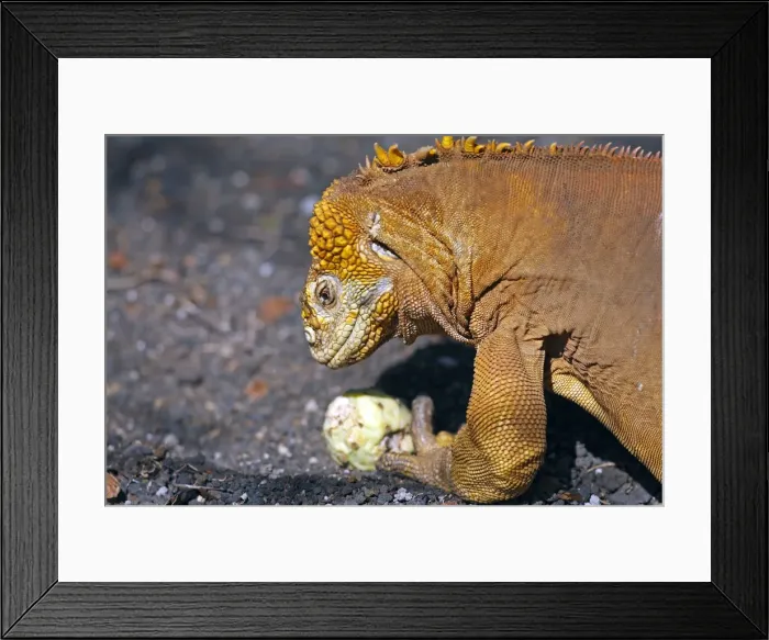 Framed Print : Galapagos Land Iguana - eating a cactus fruit - Santa Cruz Island - Galapagos Islands Framed Print : Galapagos Land Iguana - eating a cactus fruit - Santa Cruz Island - Galapagos Islands