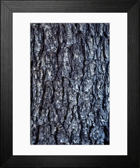Framed Print : Hemlock Bark Framed Print : Hemlock Bark