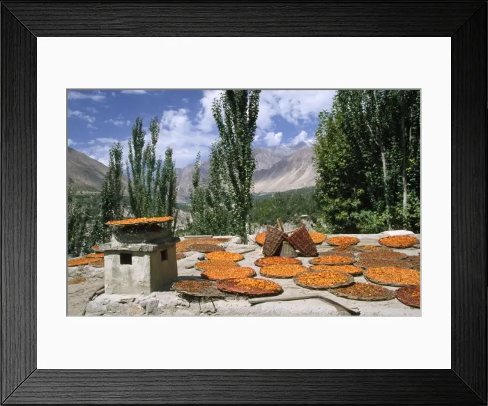 Framed Print : Pakistan - apricots drying in Altit Village Karimabad, Pakistan Framed Print : Pakistan - apricots drying in Altit Village Karimabad, Pakistan