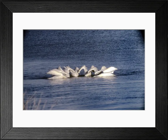 Framed Print : American White Pelican - feeding together Framed Print : American White Pelican - feeding together