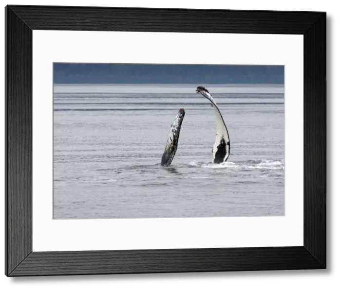 Framed Print : Humpback whale - pec-slap - lying on its side or back the whale is hitting the surface with one or both flippers - Pectoral fin with barnacles Framed Print : Humpback whale - pec-slap - lying on its side or back the whale is hitting the surface with one or both flippers - Pectoral fin with barnacles