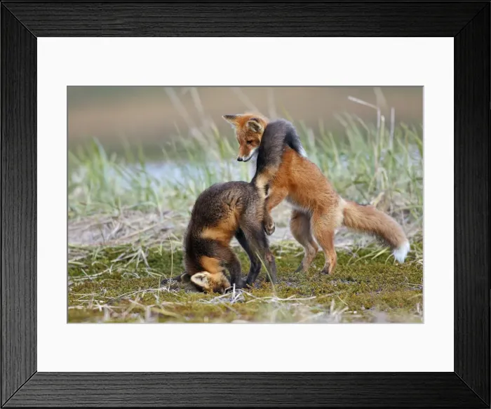 Framed Print : Red Fox - young - dark phase and regular phase - Seward Peninsula - Alaska Framed Print : Red Fox - young - dark phase and regular phase - Seward Peninsula - Alaska