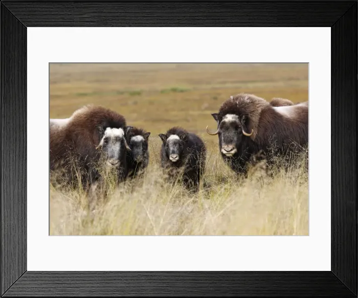 Framed Print : Muskox - Nome - Alaska Framed Print : Muskox - Nome - Alaska