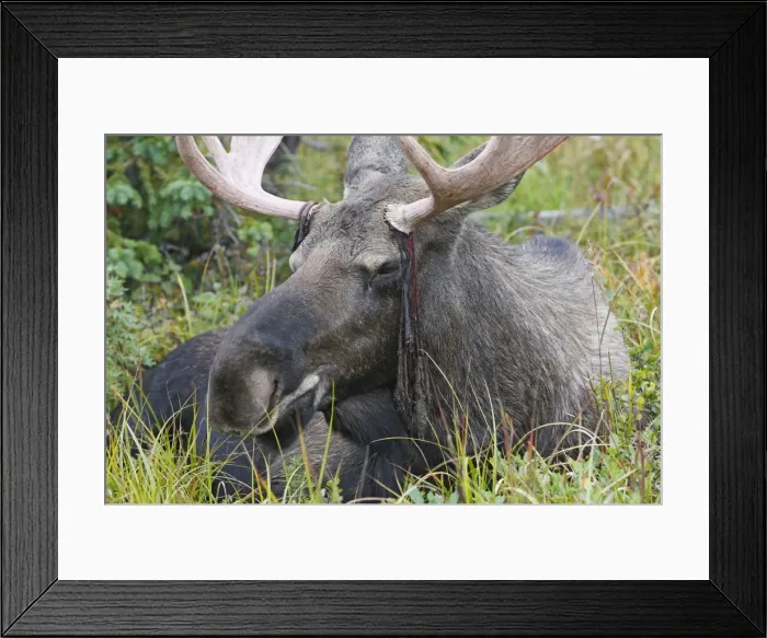 Framed Print : Moose - male about 3 years - losing his velvet - Seward Peninsula - Alaska Framed Print : Moose - male about 3 years - losing his velvet - Seward Peninsula - Alaska