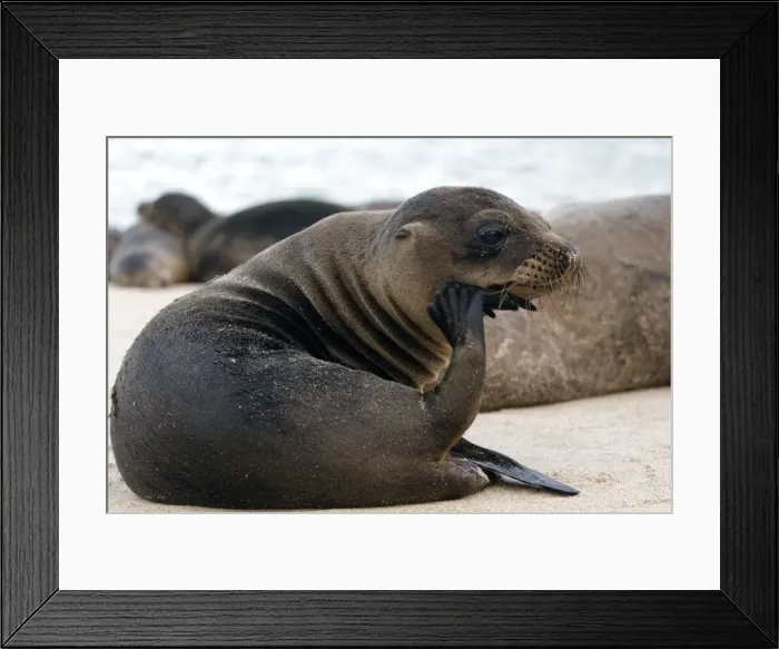 Framed Print : Galapagos Sea Lion - Santa Fe Island - Galapagos Islands Framed Print : Galapagos Sea Lion - Santa Fe Island - Galapagos Islands