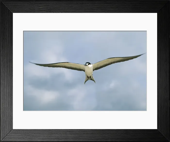Framed Print : Sooty Tern WAT 7579 In flight Gygis alba © M. Watson / ardea. com Framed Print : Sooty Tern WAT 7579 In flight Gygis alba © M. Watson / ardea. com