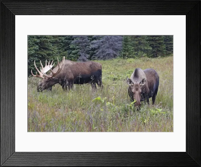 Framed Print : Moose - Female and male 5-7 years - Seward Peninsula - Alaska Framed Print : Moose - Female and male 5-7 years - Seward Peninsula - Alaska