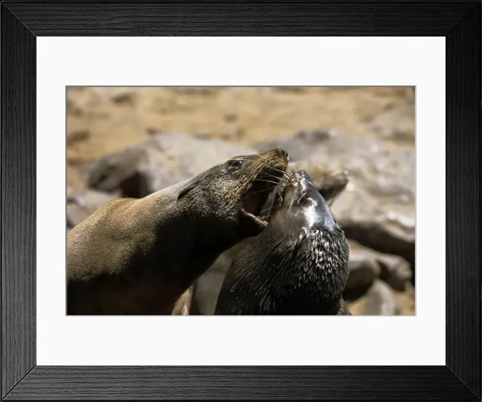 Framed Print : Cape Fur Seal Framed Print : Cape Fur Seal