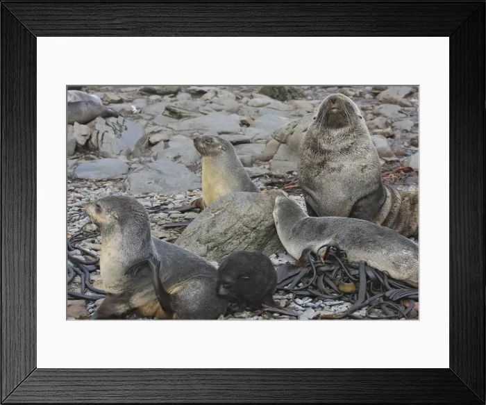 Framed Print : Antarctic Fur Seal - Elsehul Bay - South Geotgia - Falkland Islands Framed Print : Antarctic Fur Seal - Elsehul Bay - South Geotgia - Falkland Islands