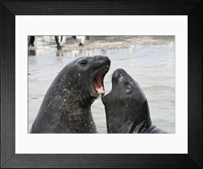 Framed Print : Southern Elephant Seal - combat between two males - Saint Andrew - South Georgia Framed Print : Southern Elephant Seal - combat between two males - Saint Andrew - South Georgia
