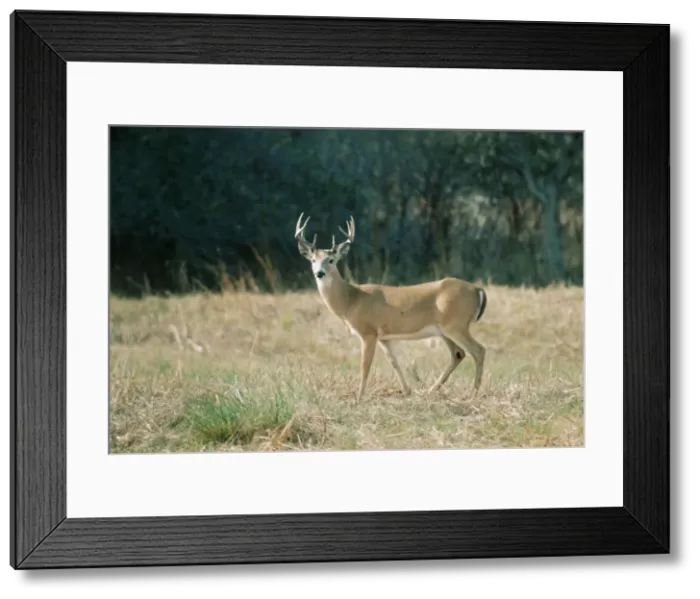 Framed Print : White Tail Deer WW 539 Odocoileus virginianus © Wardene Weisser / ardea. com Framed Print : White Tail Deer WW 539 Odocoileus virginianus © Wardene Weisser / ardea. com