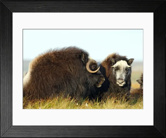 Framed Print : Muskox - Nome - Seward peninsula - Alaska Framed Print : Muskox - Nome - Seward peninsula - Alaska