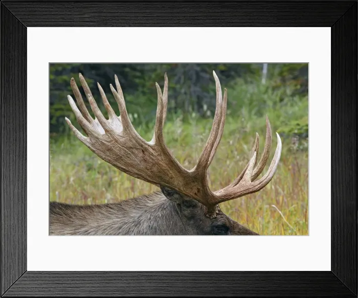 Framed Print : Moose - 5-7 year old male - Seward Peninsula - Alaska Framed Print : Moose - 5-7 year old male - Seward Peninsula - Alaska
