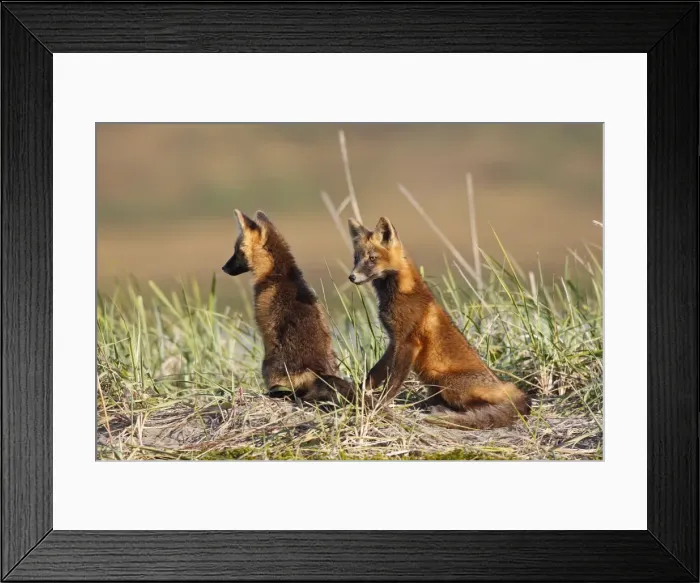 Framed Print : Red Fox - young - dark phase - Seward Peninsula - Alaska Framed Print : Red Fox - young - dark phase - Seward Peninsula - Alaska