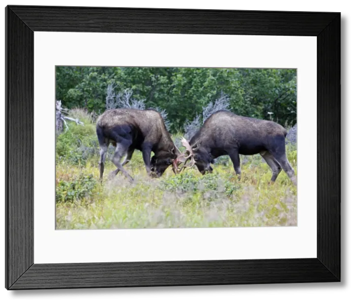 Framed Print : Moose - males approximately 2 to 3 years old - fighting - Alaska Framed Print : Moose - males approximately 2 to 3 years old - fighting - Alaska