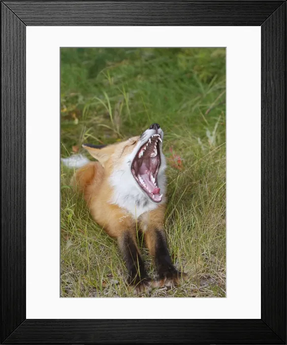 Framed Print : Red Fox - young - yawning Framed Print : Red Fox - young - yawning