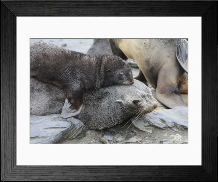Framed Print : Antarctic Fur Seal - Elsehul Bay - South Georgia - Falkland Islands Framed Print : Antarctic Fur Seal - Elsehul Bay - South Georgia - Falkland Islands