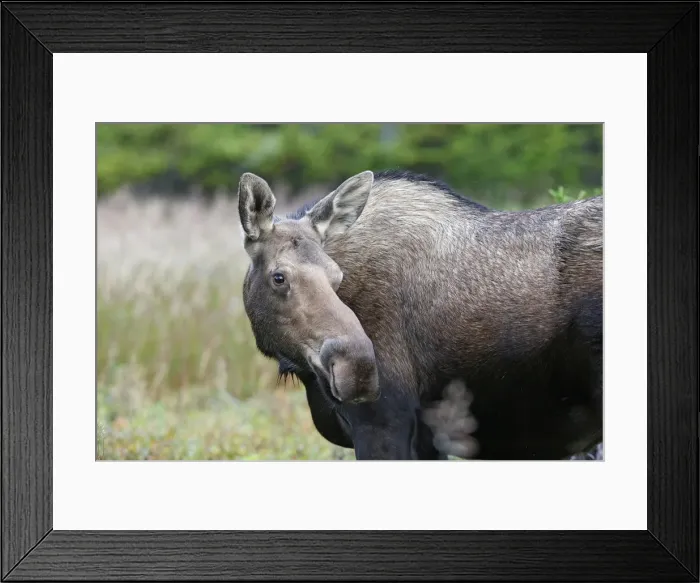 Framed Print : Moose - female - Alaska Framed Print : Moose - female - Alaska