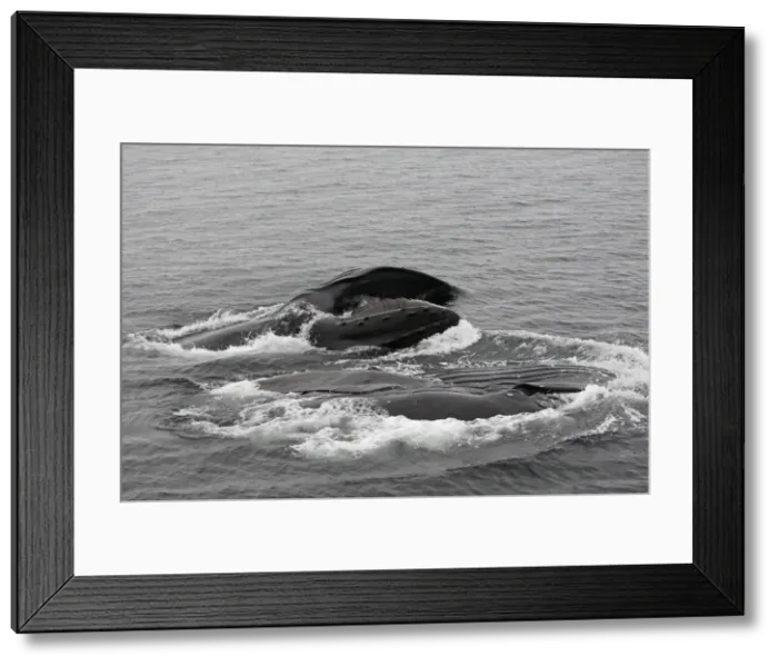Framed Print : Humpback Whale - Surface feeding - Mouth open with lateral lunge - Expandable throat grooves - inside Passage - Alaska Framed Print : Humpback Whale - Surface feeding - Mouth open with lateral lunge - Expandable throat grooves - inside Passage - Alaska