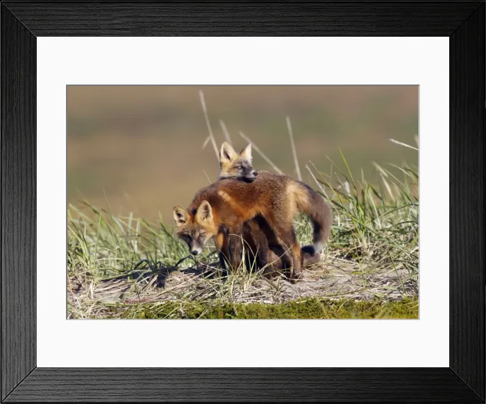 Framed Print : Red Fox - young - dark phase - game between two from the same litter - Seward Peninsula - Alaska Framed Print : Red Fox - young - dark phase - game between two from the same litter - Seward Peninsula - Alaska