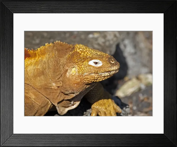 Framed Print : Galapagos Land Iguana - Santa Cruz Island - Galapagos Islands Framed Print : Galapagos Land Iguana - Santa Cruz Island - Galapagos Islands