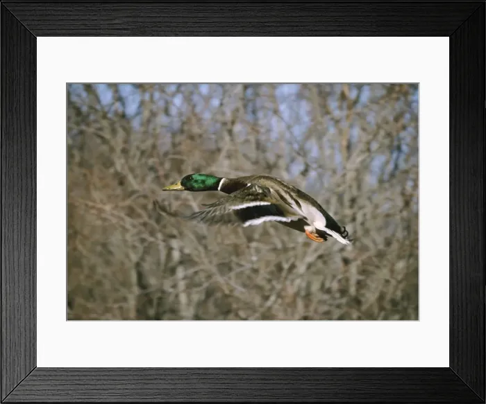 Framed Print : Mallard Duck WAT 4662 Male, in flight Anas platyrhynchos © M. Watson / ardea. com Framed Print : Mallard Duck WAT 4662 Male, in flight Anas platyrhynchos © M. Watson / ardea. com