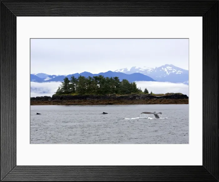 Framed Print : Humpback Whale - Caudal fin - inside Passage - Alaska Framed Print : Humpback Whale - Caudal fin - inside Passage - Alaska