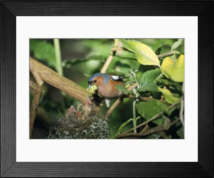 Framed Print : Chaffinch - feedind chicks at nest Framed Print : Chaffinch - feedind chicks at nest