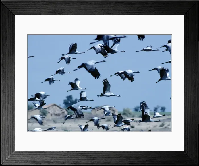 Framed Print : Demoiselle Cranes - India