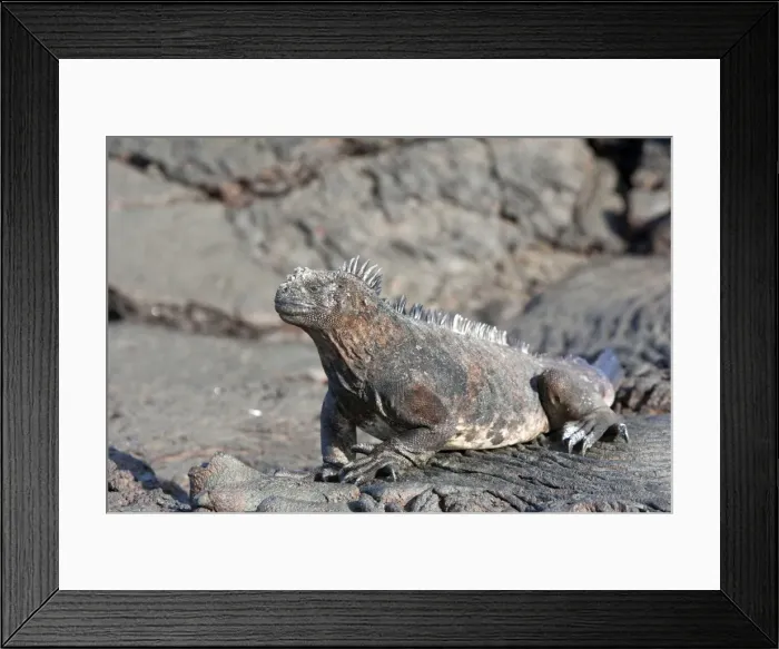 Framed Print : Marine Iguana - Santiago Island - Galapagos Islands Framed Print : Marine Iguana - Santiago Island - Galapagos Islands