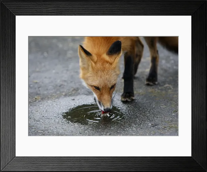 Framed Print : Red Fox - young Framed Print : Red Fox - young