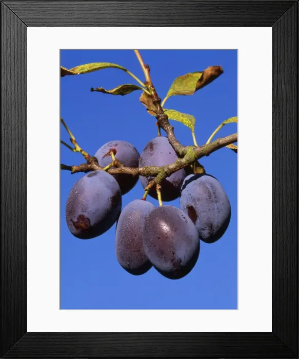 Framed Print : Plums - ripe Framed Print : Plums - ripe