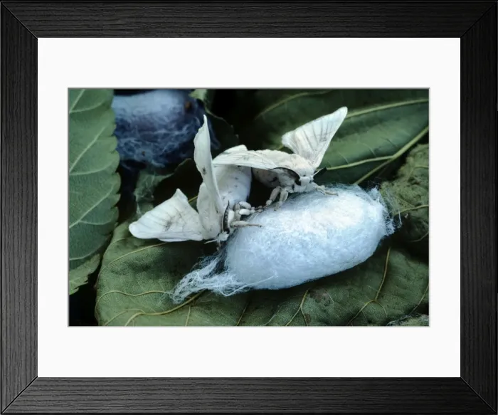 Framed Print : Silk Moth - pair mating Framed Print : Silk Moth - pair mating