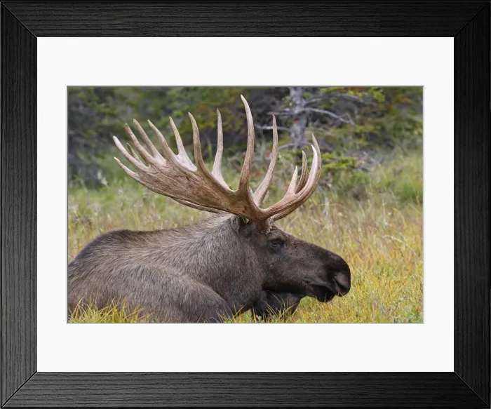 Framed Print : Moose - 5-7 year old male - Seward Peninsula - Alaska Framed Print : Moose - 5-7 year old male - Seward Peninsula - Alaska