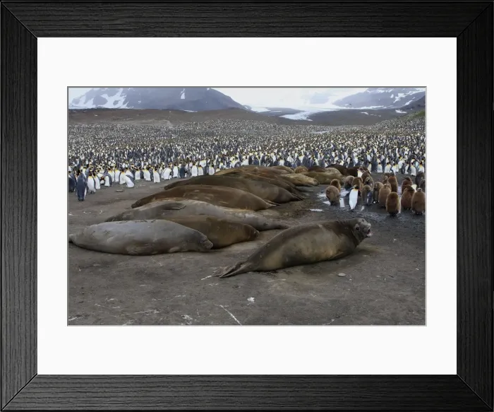 Framed Print : Southern Elephant Seal - Penguin colony in the background - Saint Andrew - South Georgia Framed Print : Southern Elephant Seal - Penguin colony in the background - Saint Andrew - South Georgia