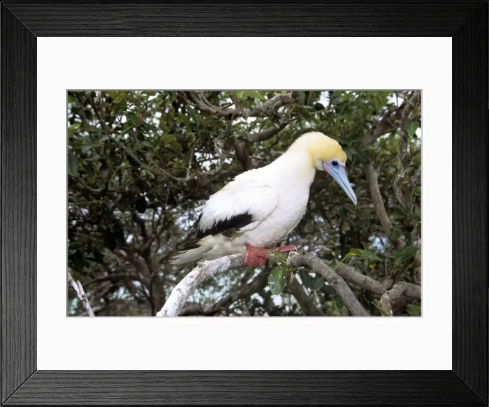 Framed Print : Red-footed Booby - Seychelles