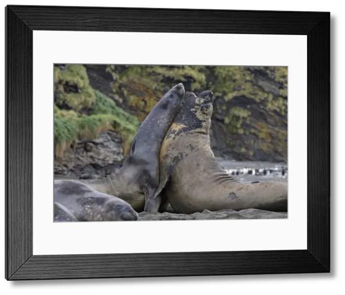 Framed Print : Southern Elephant Seal - combat between two males - Saint Andrew - South Georgia Framed Print : Southern Elephant Seal - combat between two males - Saint Andrew - South Georgia
