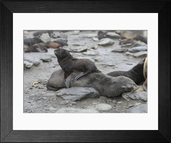Framed Print : Antarctic Fur Seal - Elsehul Bay - South Georgia - Falkland Islands Framed Print : Antarctic Fur Seal - Elsehul Bay - South Georgia - Falkland Islands