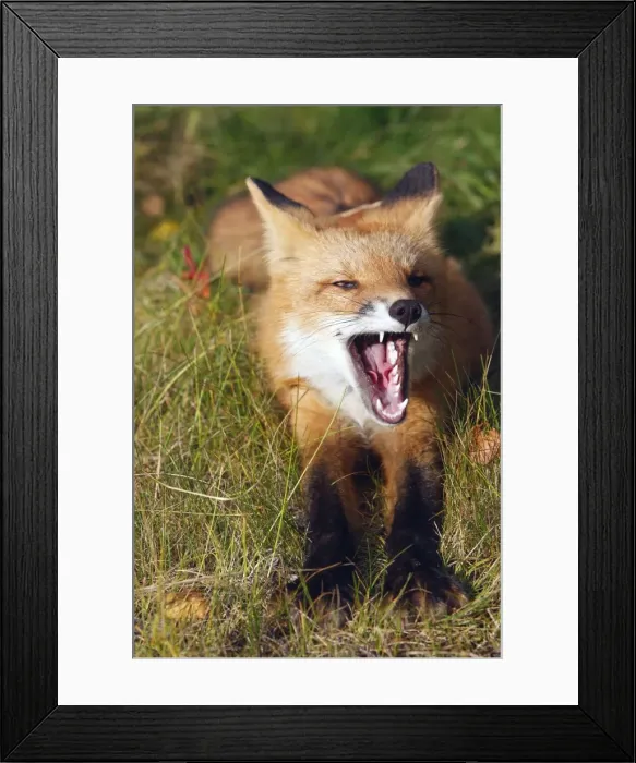 Framed Print : Red Fox - young - yawning Framed Print : Red Fox - young - yawning