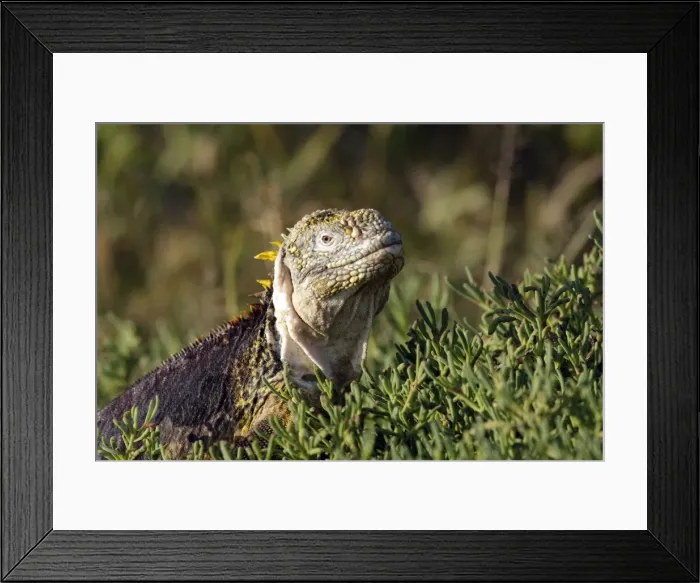 Framed Print : Galapagos Land Iguana - Plaza Island - Galapagos Islands Framed Print : Galapagos Land Iguana - Plaza Island - Galapagos Islands