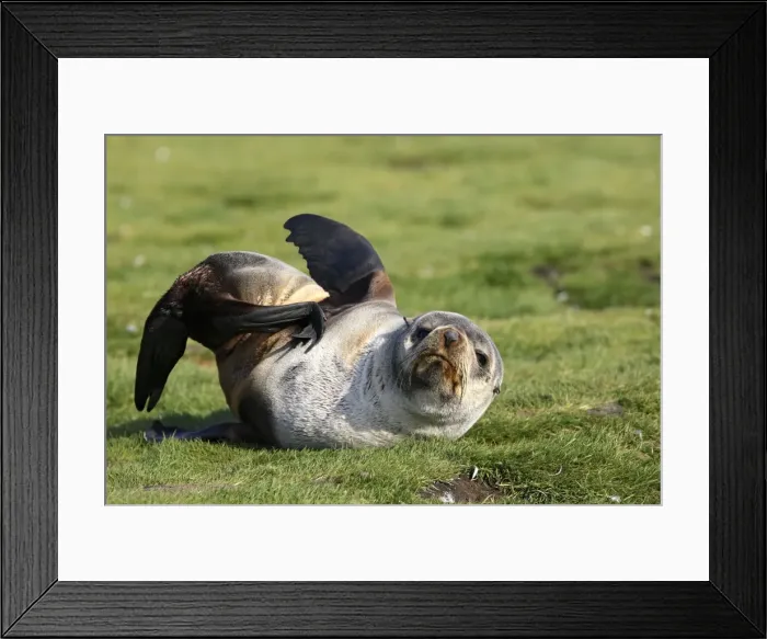 Framed Print : Antarctic Fur Seal - Salisbury Plain - South Georgia Framed Print : Antarctic Fur Seal - Salisbury Plain - South Georgia
